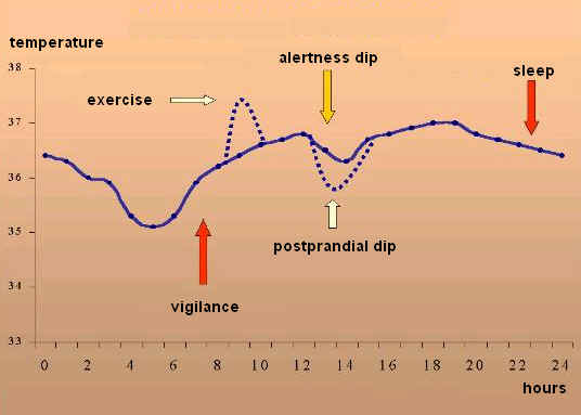 Temperature changes in the course of the day in degrees centigrade (courtesy of: Prof. Luiz Menna-Barreto, State University of Campinas, Brazil)